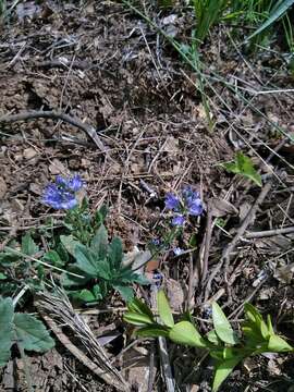 Image of Veronica orsiniana Ten.