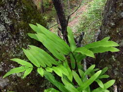 Image of anglevein fern