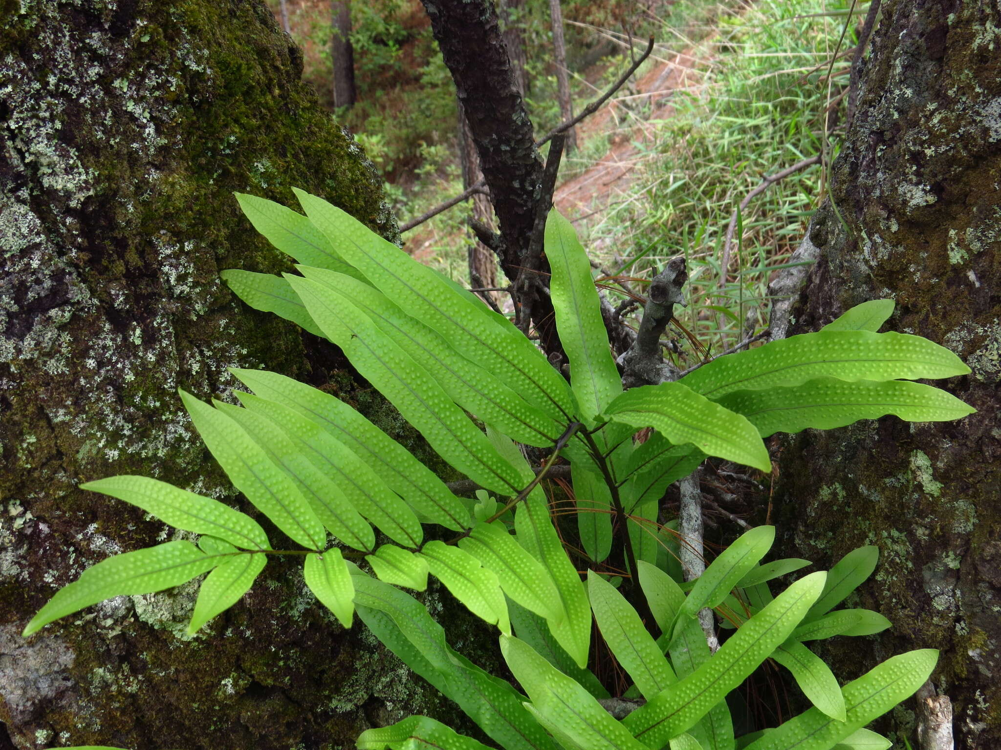Image of anglevein fern