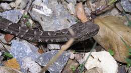 Bothrops pubescens (Cope 1870) resmi