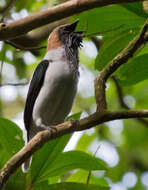 Image of Bearded Bellbird