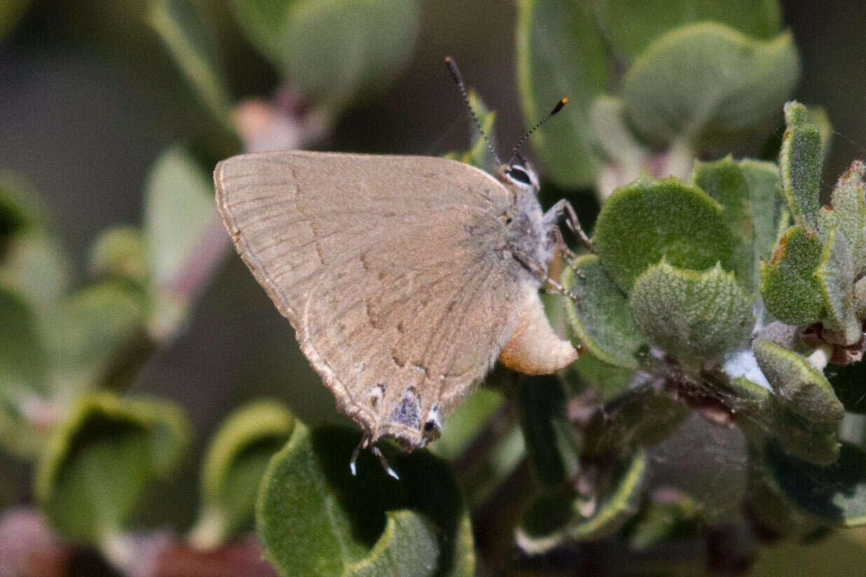 صورة Satyrium auretorum (Boisduval 1852)