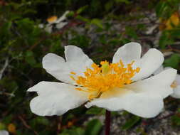 Image of evergreen rose