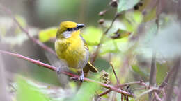 Image of Red-headed Tanager