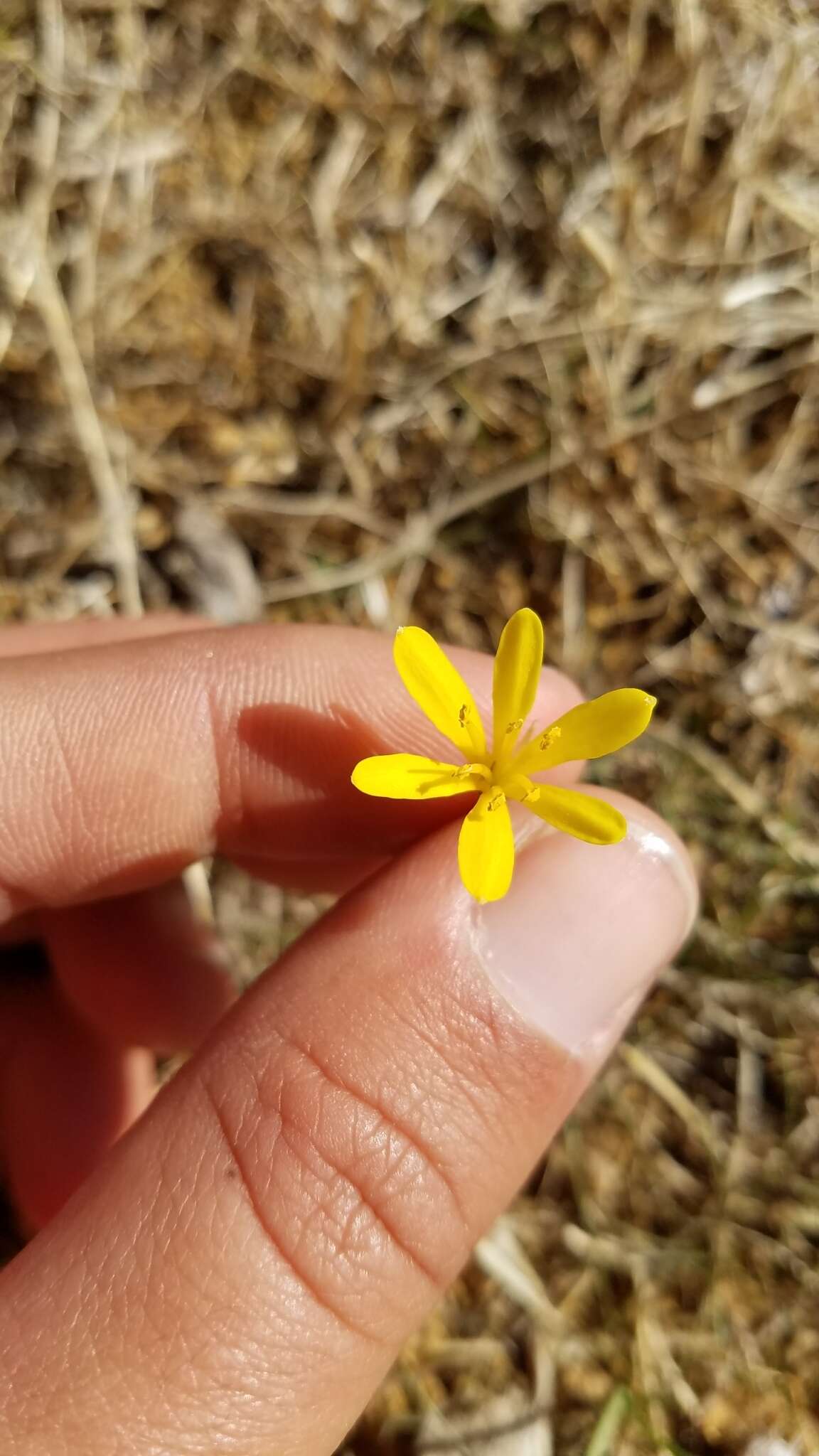 Image of Narcissus cavanillesii Barra & G. López