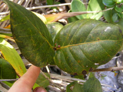 Image of Psidium harrisianum Urb.