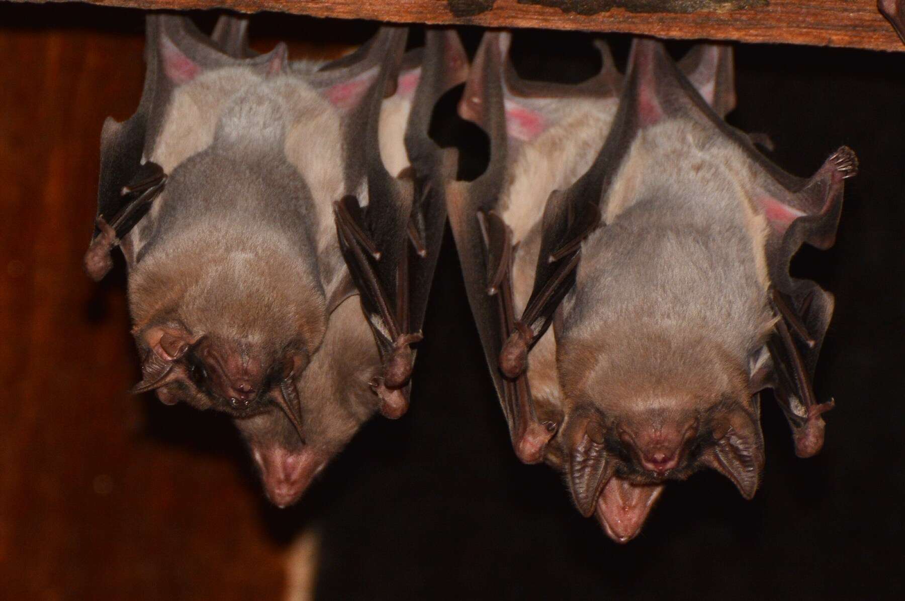 Image de Black-bearded Tomb Bat