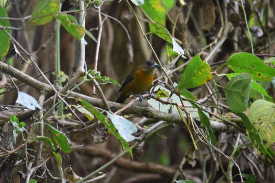 Image of Ramphocelus passerinii costaricensis Cherrie 1891