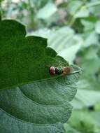 Image of Soldier fly