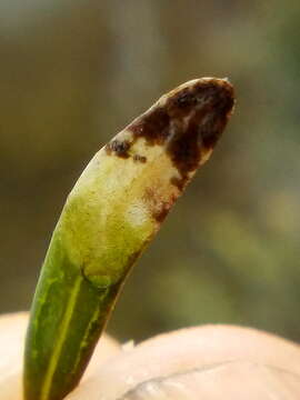 Image of Stigmella aigialeia Donner & Wilkinson 1989