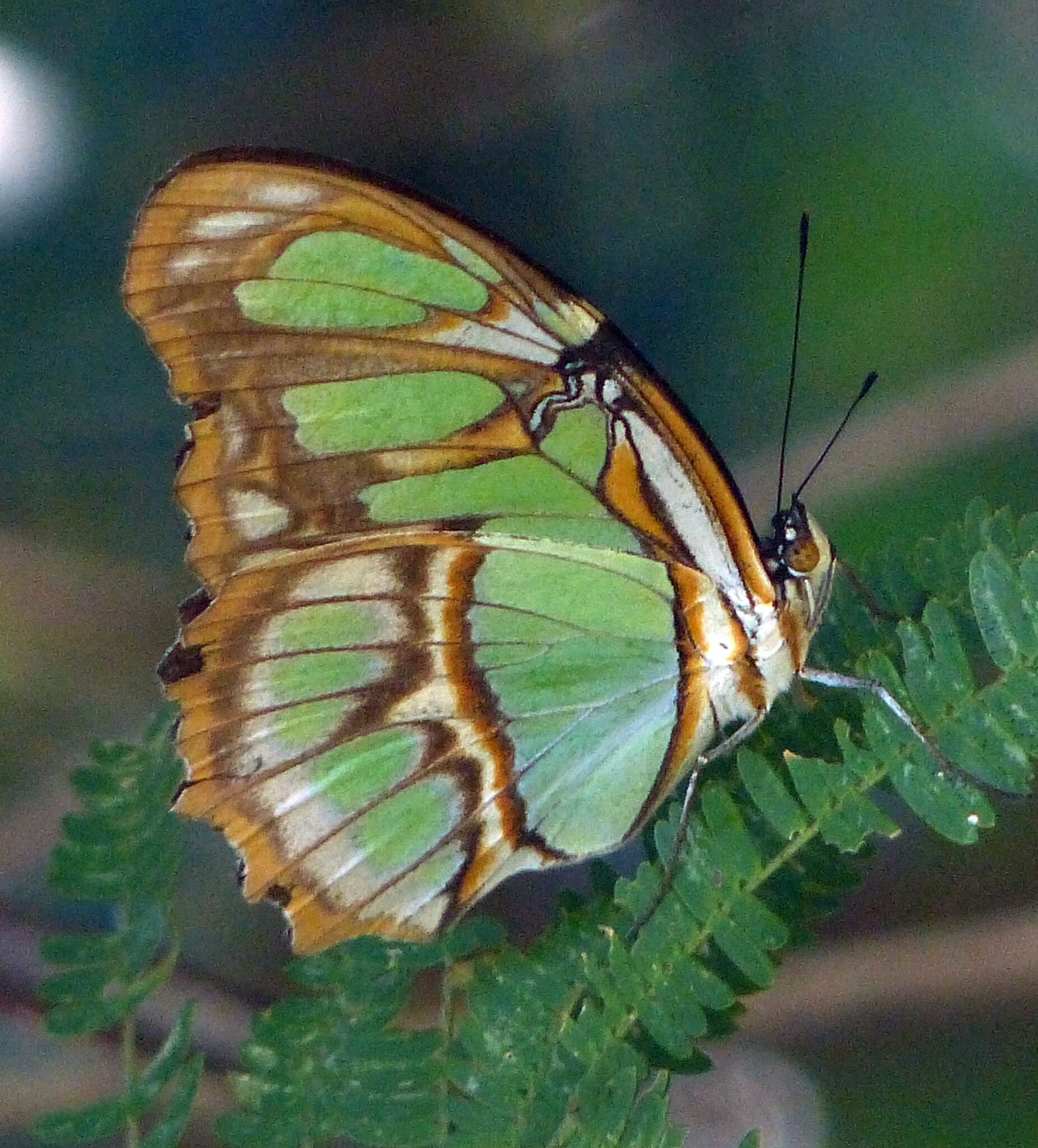 Image of Siproeta stelenes meridionalis (Fruhstorfer 1909)