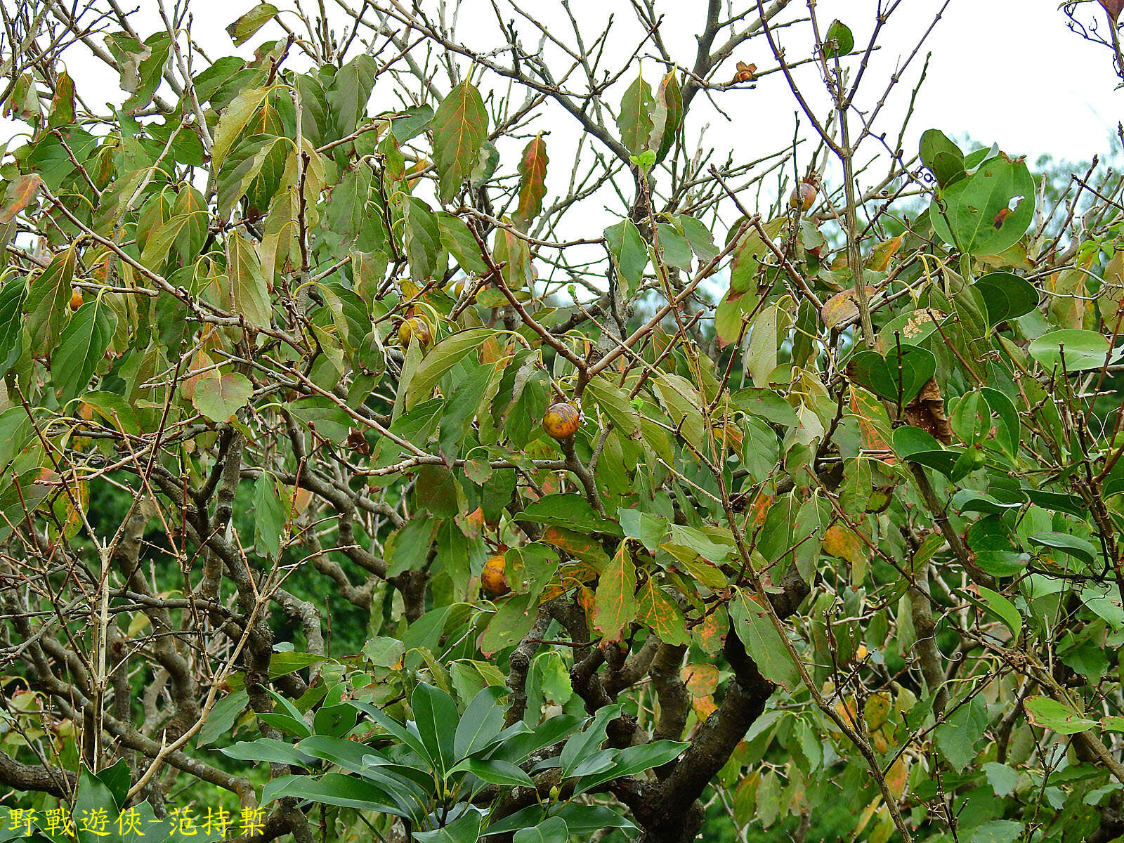 Image of Diospyros oldhamii Maxim.