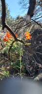 Image of Alstroemeria ligtu subsp. simsii (Spreng.) Ehr. Bayer