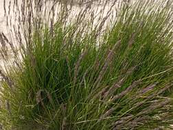 Image of Richardson's fescue