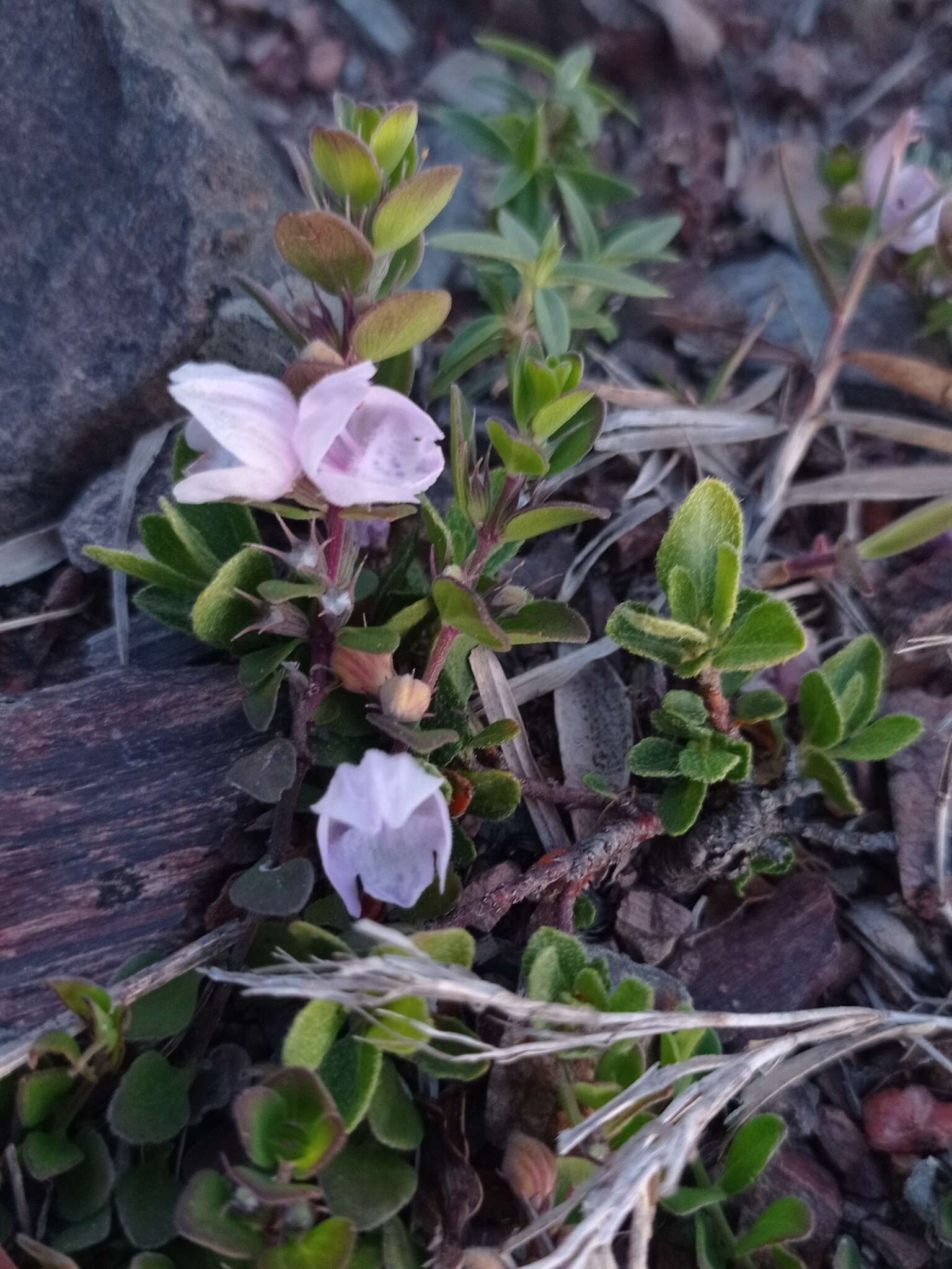 Image of Glechon marifolia Benth.