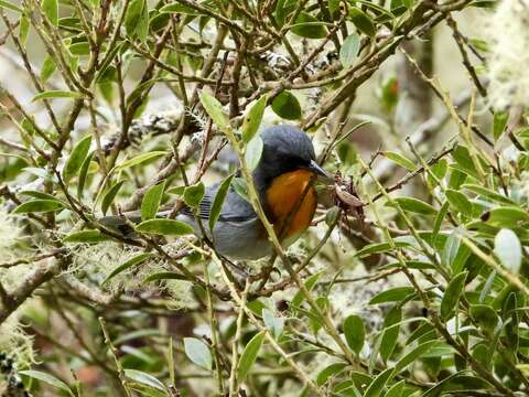 Oreothlypis gutturalis (Cabanis 1861) resmi