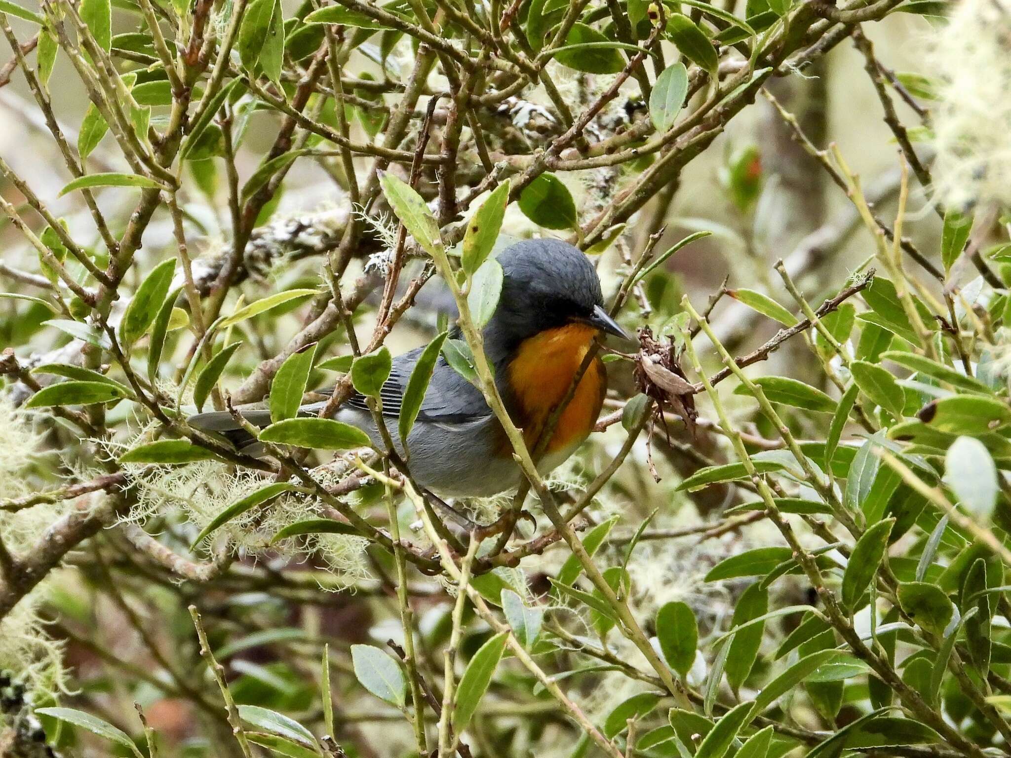 Image of Flame-throated Warbler