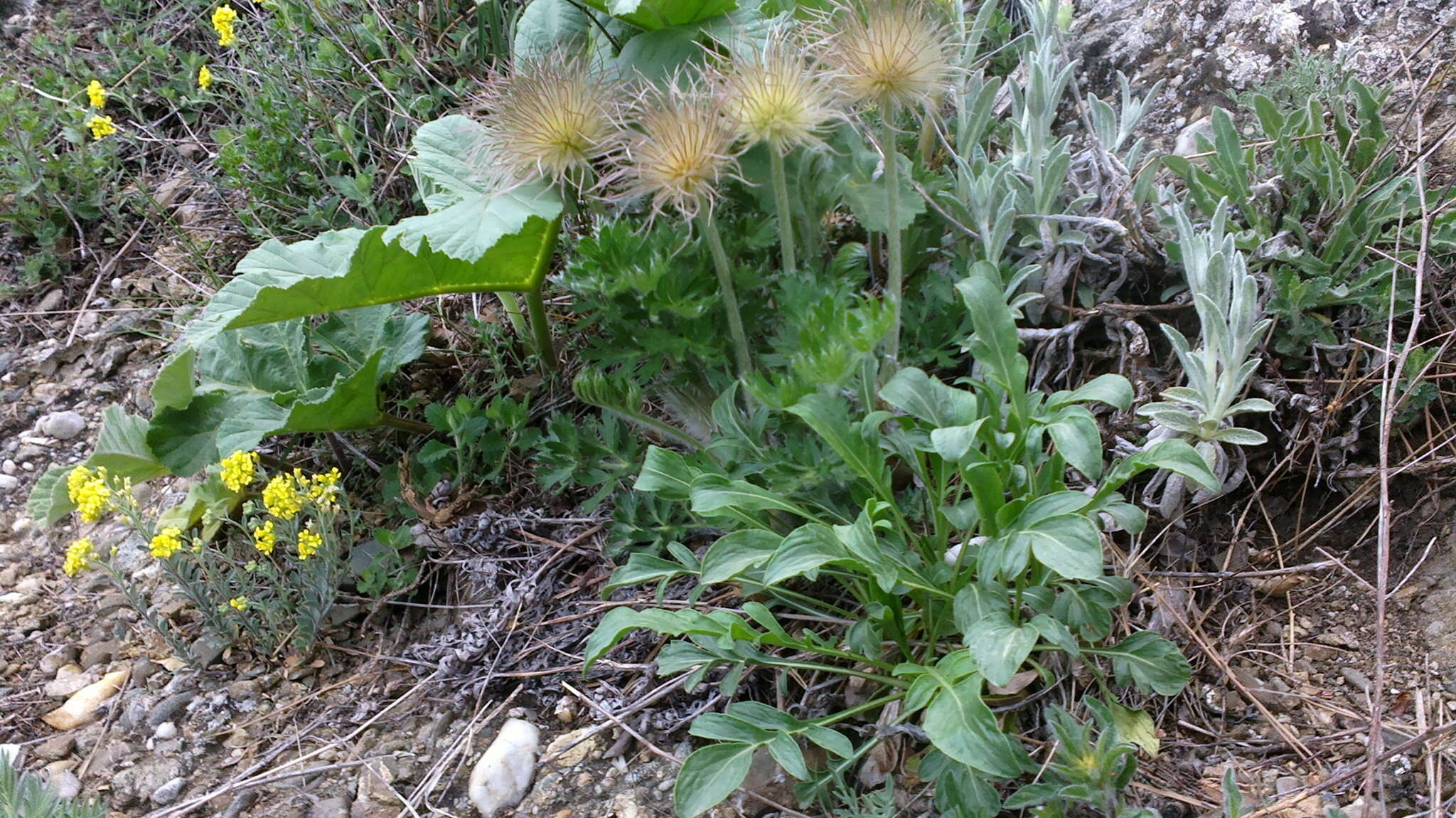 Image de Cephalaria coriacea (Willd.) Roem. & Schult. ex Steudel