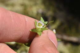 Image de Gratiola ebracteata Benth. ex A. DC.