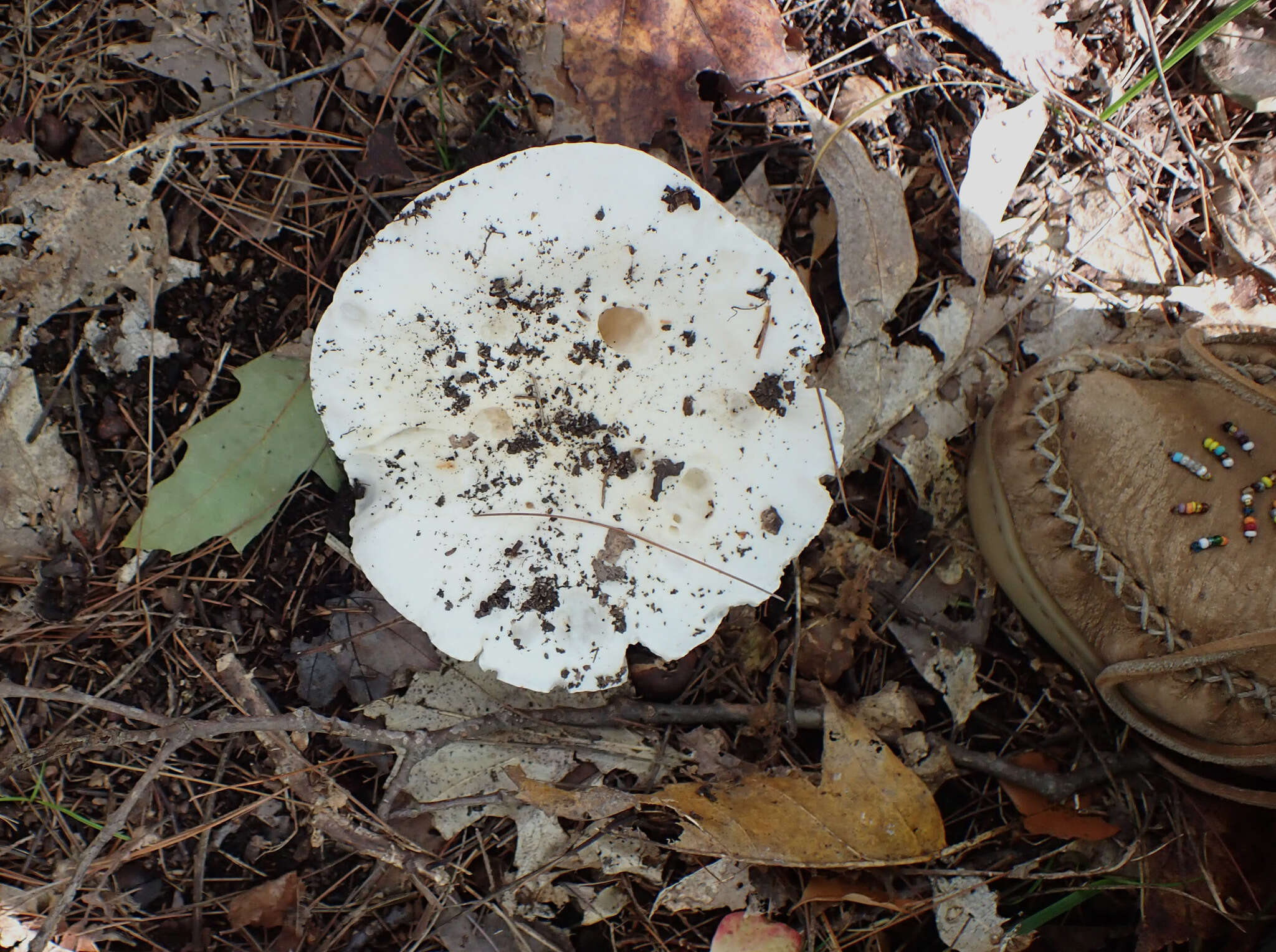 Image of Hygrophorus sordidus Peck 1898