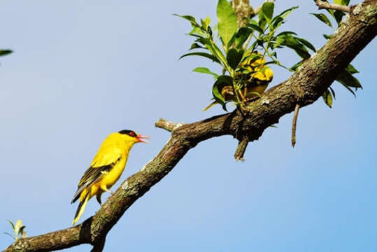 Image of Black-naped Oriole