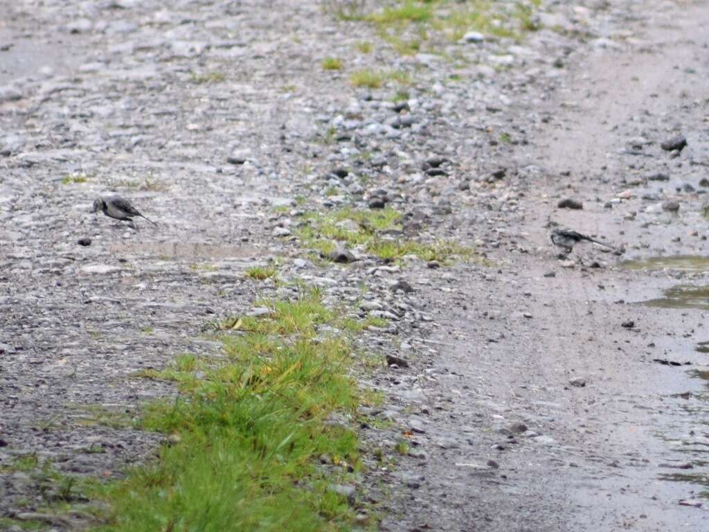 Image of Pied Wagtail and White Wagtail