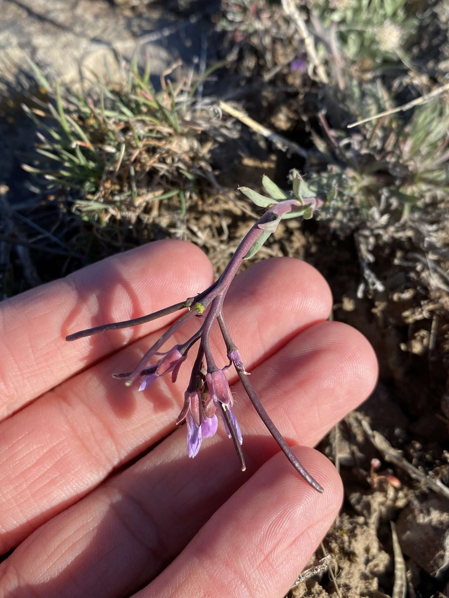 Image of Cusick's rockcress