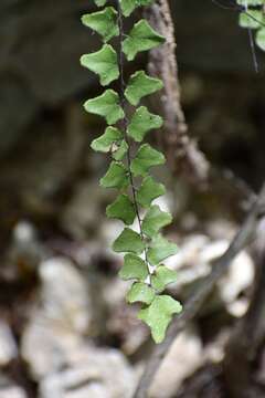 Image of Adiantum deltoideum Sw.