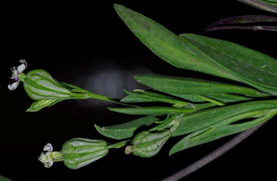 Image of Silene secundiflora Otth