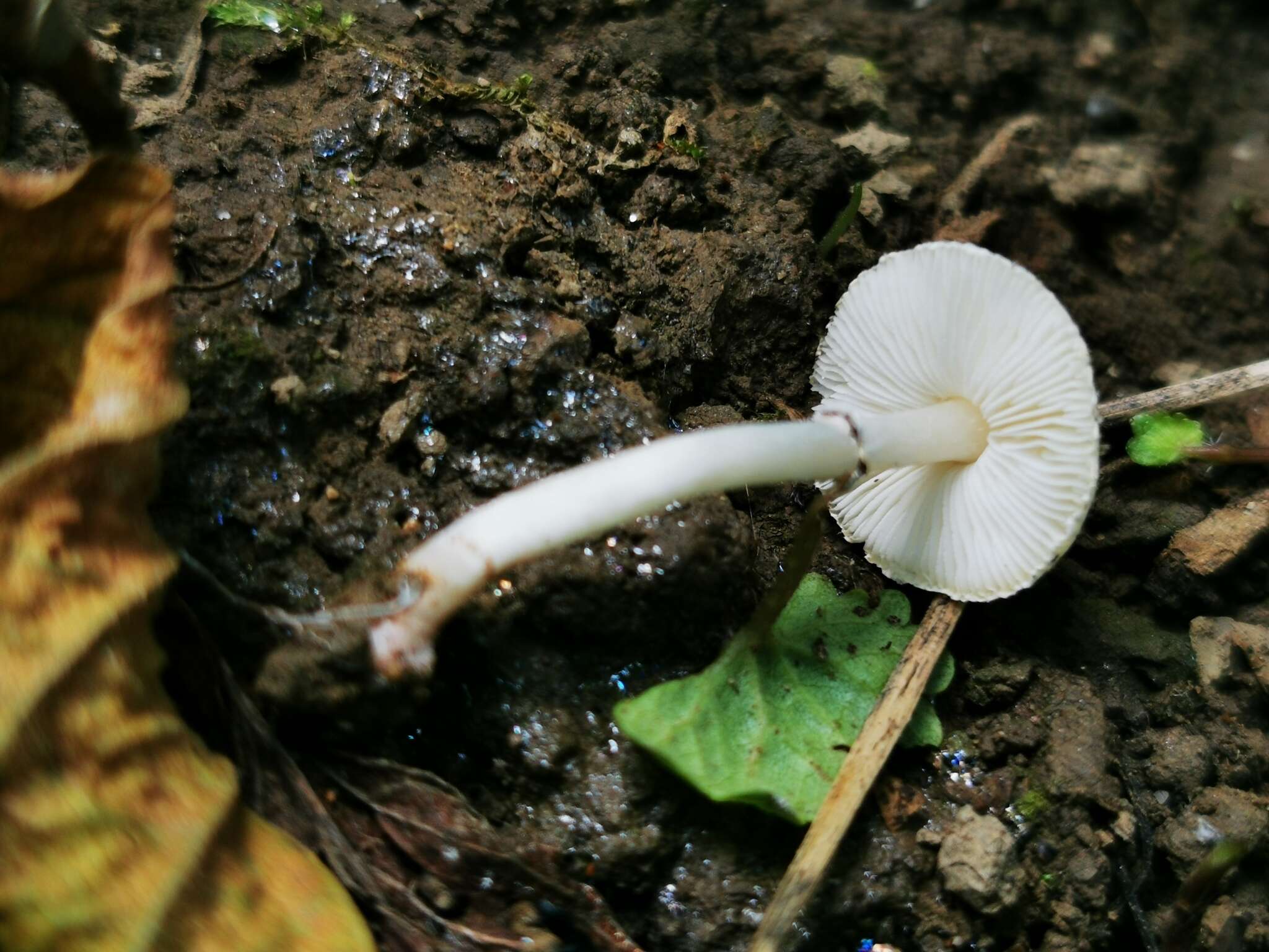 Image of Lepiota lilacea Bres. 1892