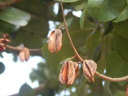 Image of Vochysia lehmannii Hieron.