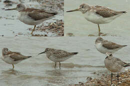 Image of Nordmann's Greenshank