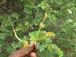 Image of Kalahari bauhinia