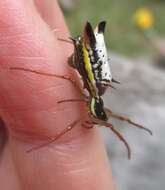 Image of Micrathena balzapamba Levi 1985