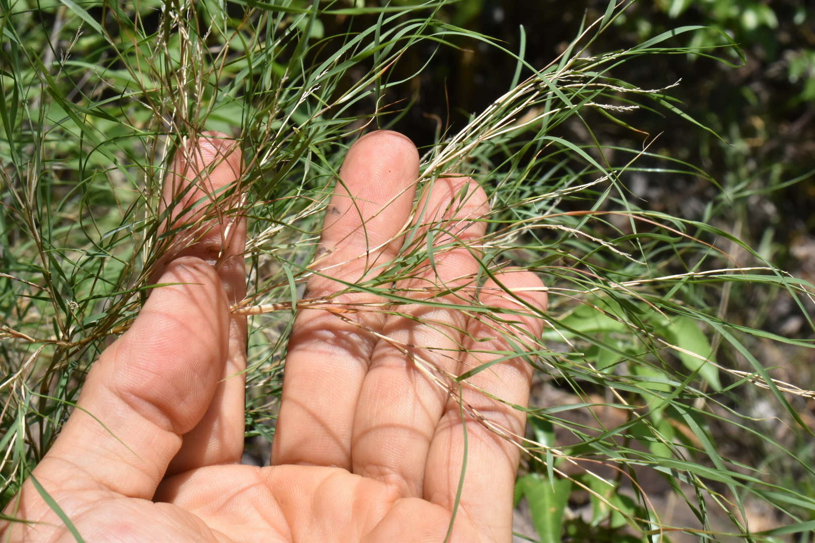 Plancia ëd Muhlenbergia dumosa Scribn. ex Vasey