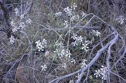 Image of cold-desert phlox