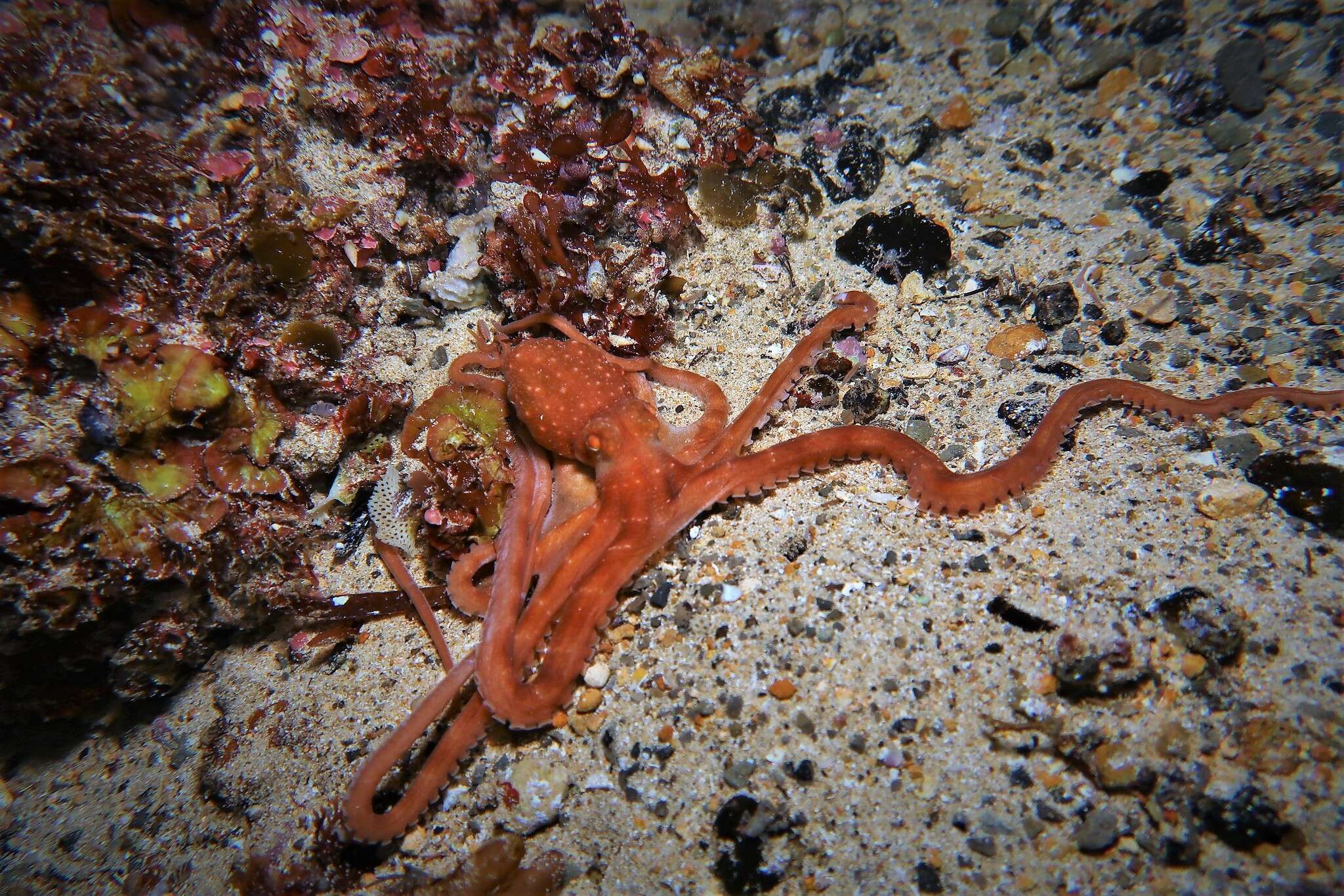 Image of southern white-spot octopus