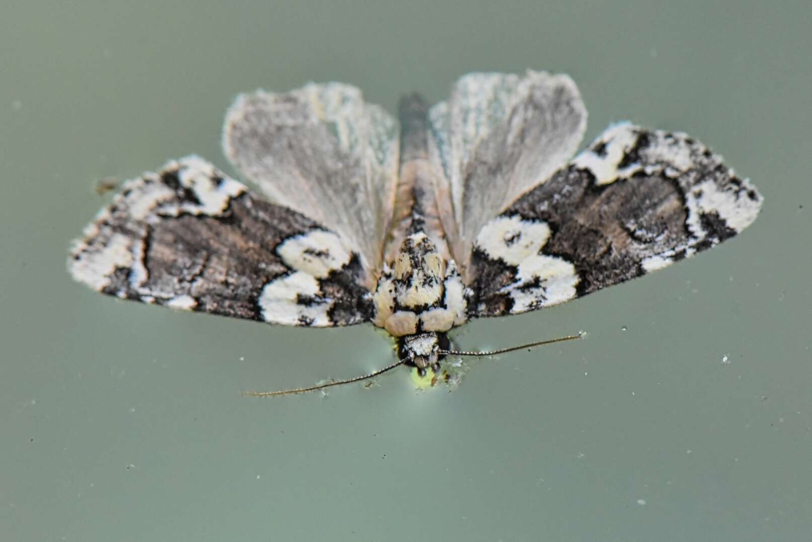 Image of Cryphia leucomelaena Hampson 1908