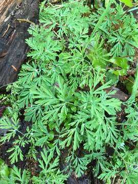 Dicentra formosa subsp. formosa resmi