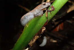 Image of Camron Mushroom-tongue Salamander