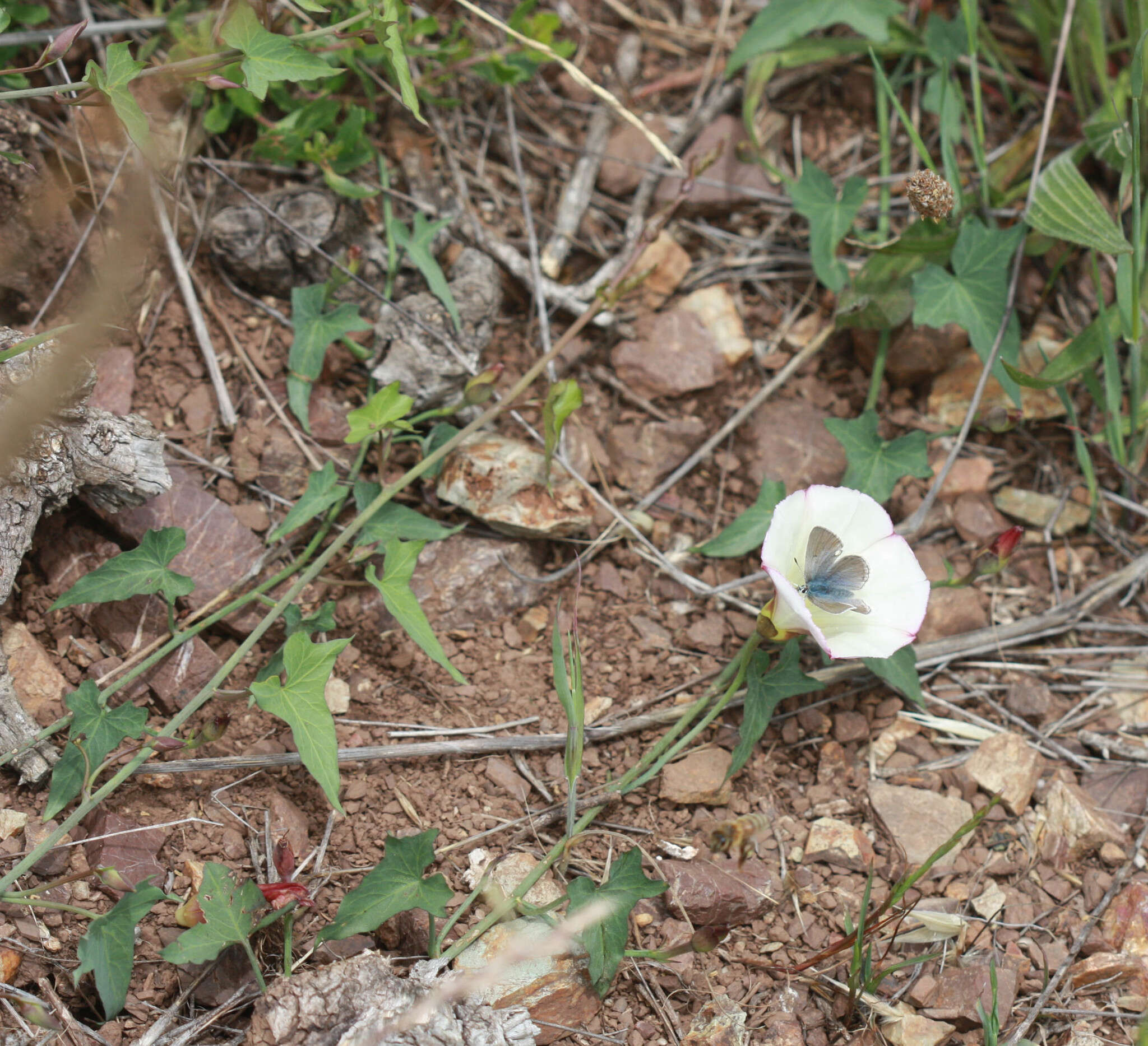 Image of Pacific false bindweed