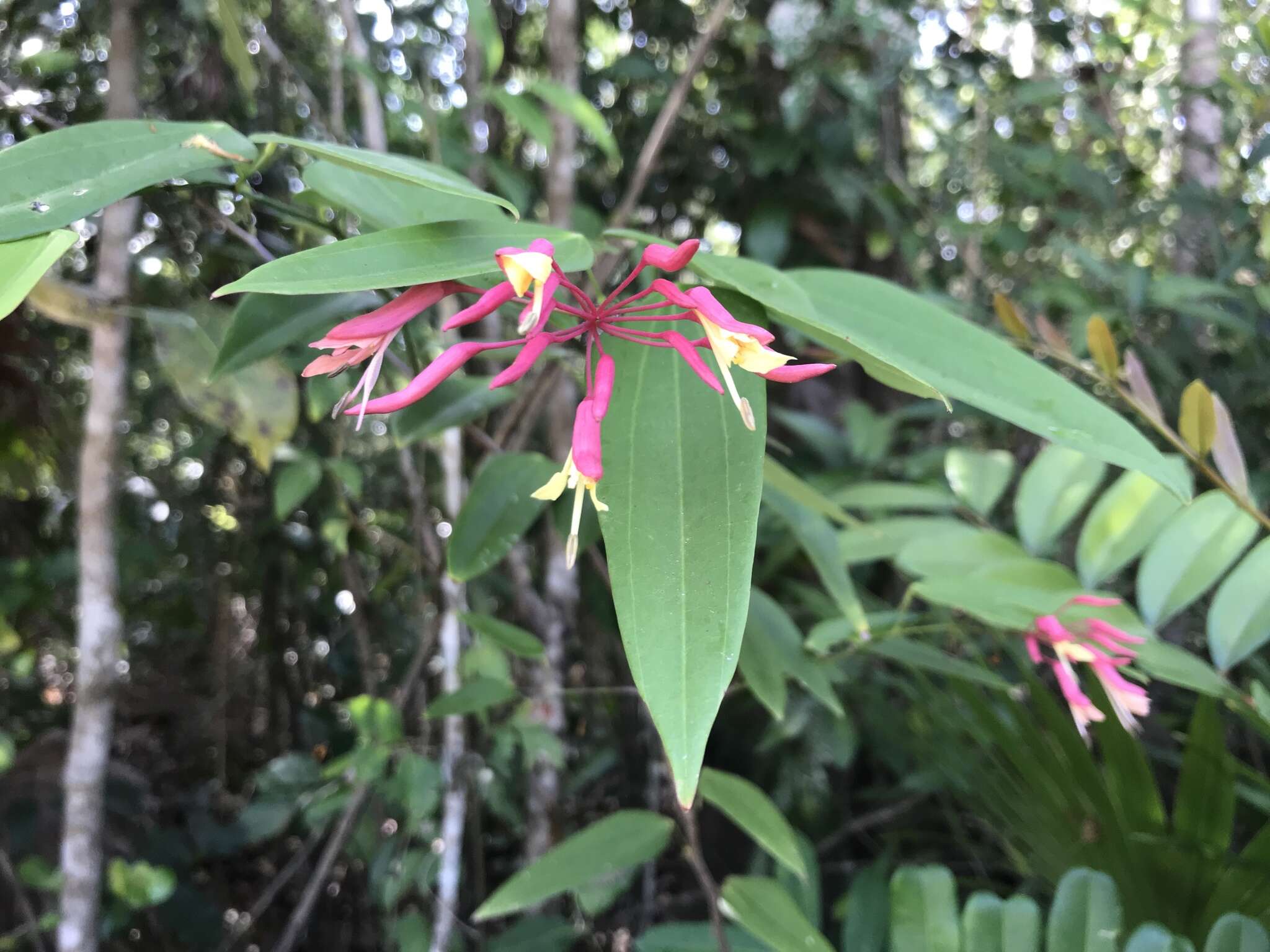 Image of Bauhinia jenningsii P. Wilson