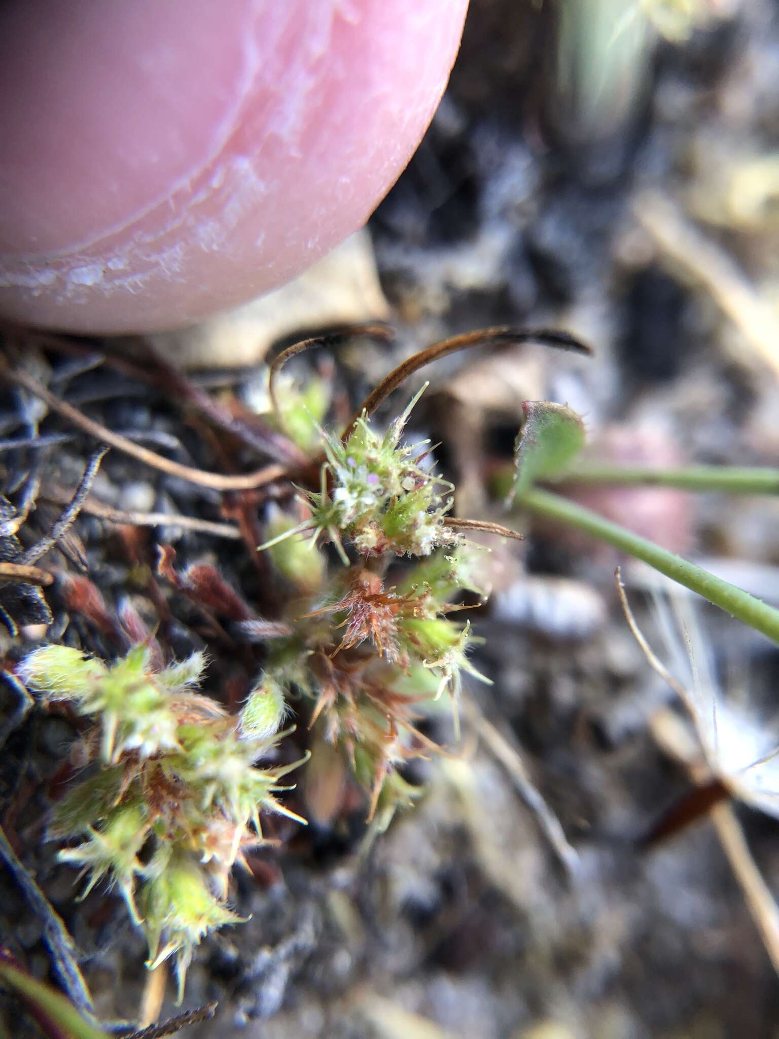 Image of Chorizanthe minutiflora R. Morgan, Styer & Reveal