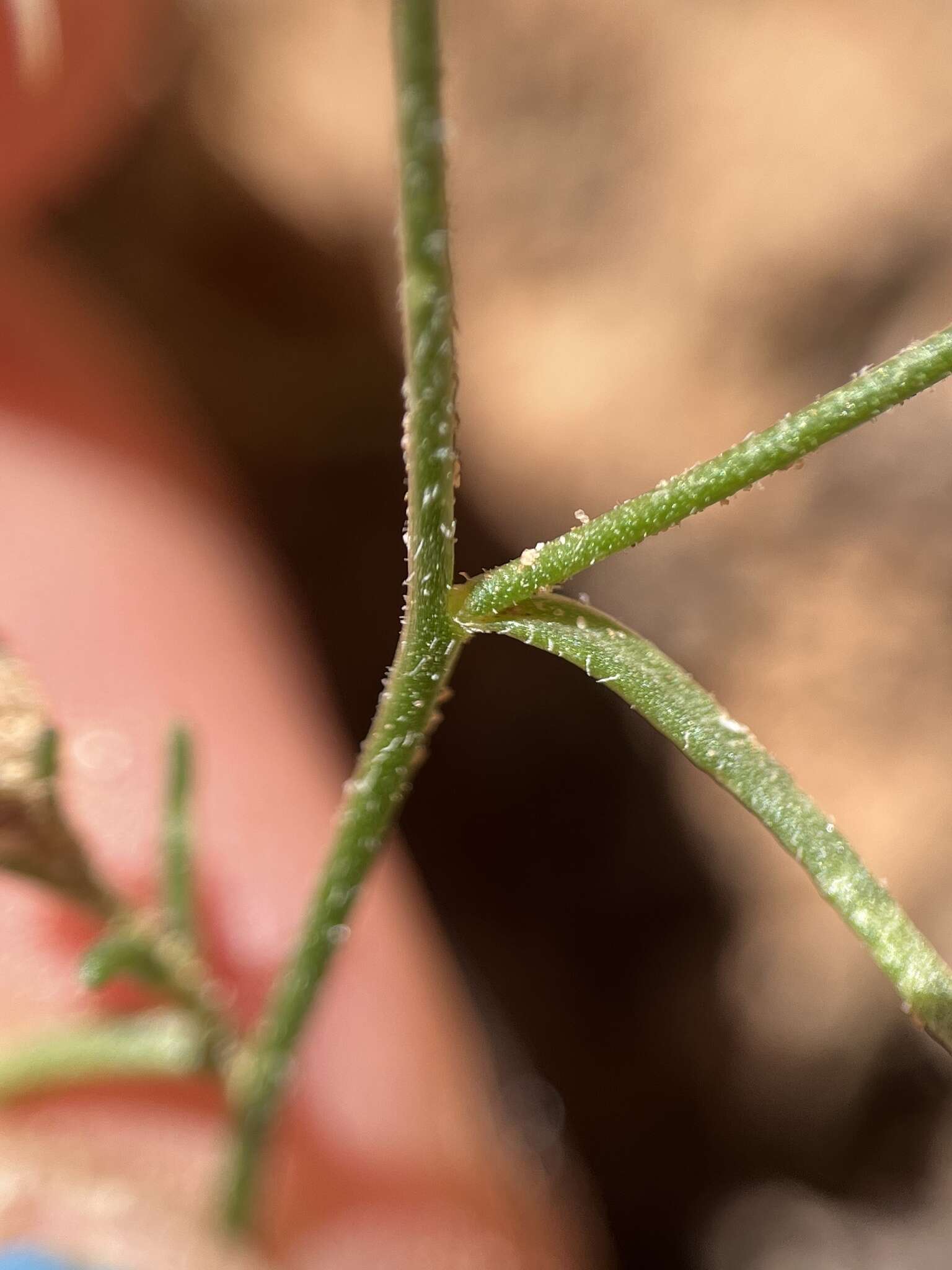 Image of sanddune ipomopsis