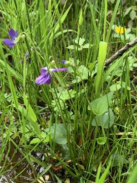 Слика од Viola cucullata Ait.