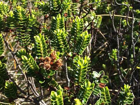 Image of Speedwell