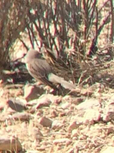 Image of Sagebrush Sparrow