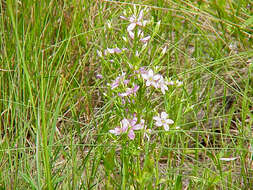 Sabatia brachiata Ell. resmi