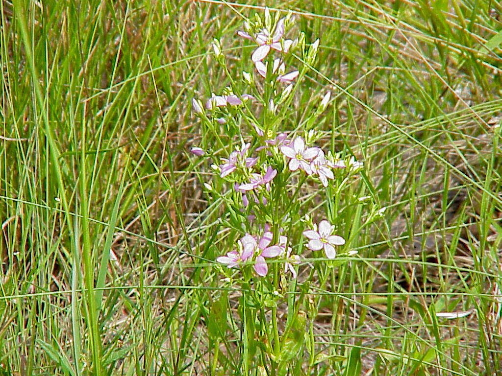 Sabatia brachiata Ell. resmi