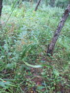 Imagem de Scirpus lushanensis Ohwi